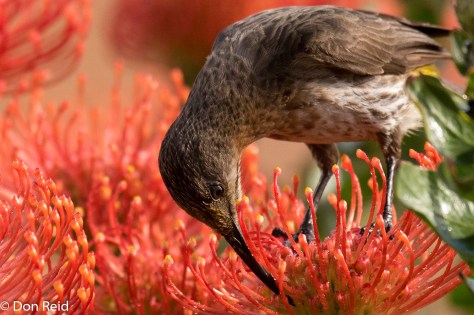 Cape Sugarbird, Mossel Bay