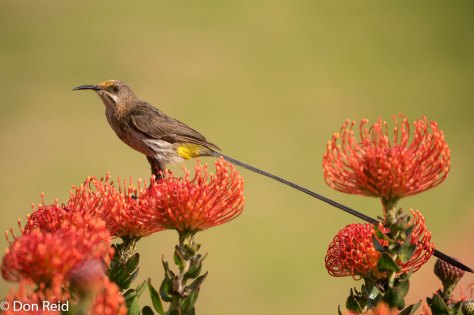 Cape Sugarbird, Mossel Bay