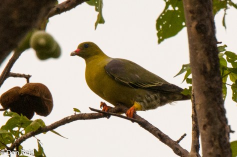 African Green Pigeon, Seboba Nature Park Kasane