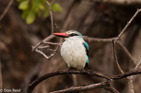 Woodland Kingfisher, Seboba Nature Park - Kasane