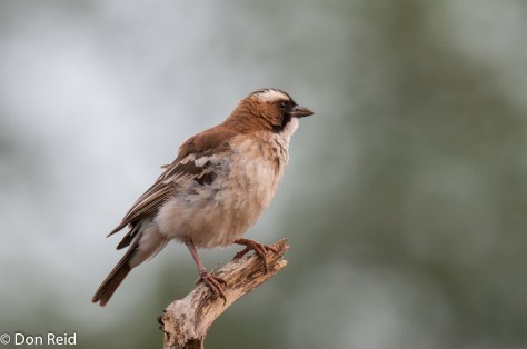 White-browed Sparrow-Weaver, Seboba Nature Park - Kasane