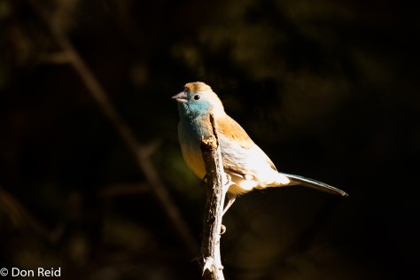 Blue Waxbill, Seboba Nature Park Kasane