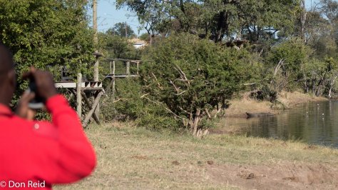 A croc is spotted not far ahead