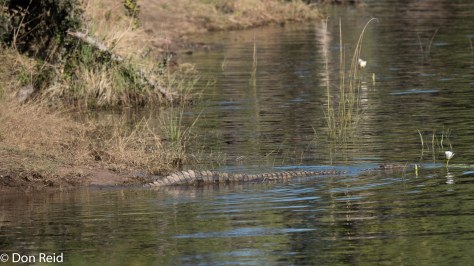 The croc slides into the river