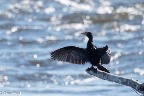 Reed Cormorant, Seboba Nature Park Kasane