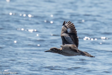 Reed Cormorant, Seboba Nature Park Kasane