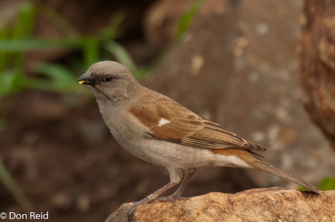 Southern Grey-headed Sparrow, Seboba Nature Park Kasane