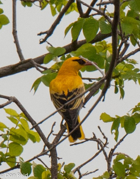 African Golden Oriole, Seboba Nature Park Kasane