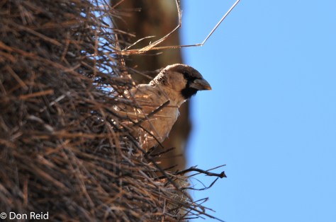 Sociable Weaver, Boskop Dam (Potch)