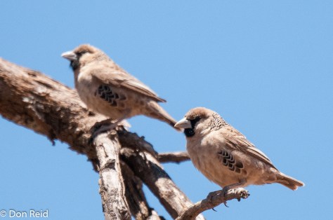 Sociable Weaver, Annasrust farm Hoopstad