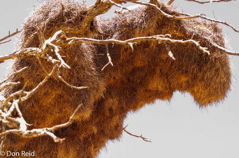 Sociable Weaver, Annasrust farm Hoopstad