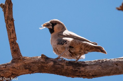 Sociable Weaver, Annasrust farm Hoopstad