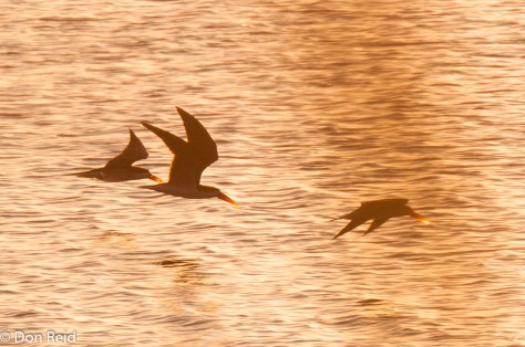 Afrcan Skimmer, Chobe Game Reserve