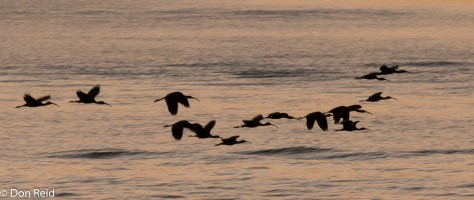 Glossy Ibis, Chobe Game Reserve