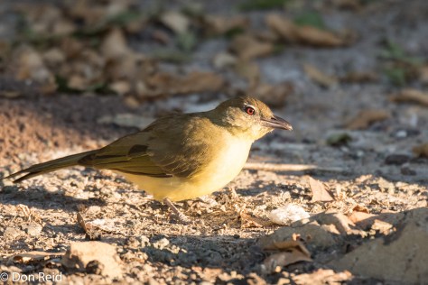 Yellow-bellied Greenbul, Thebe Safari Lodge
