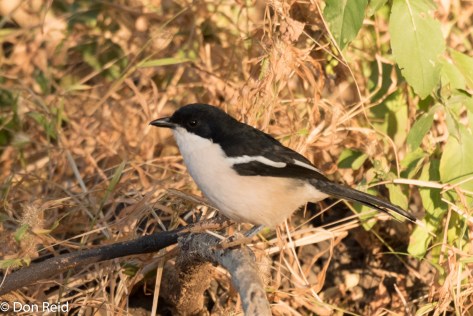Tropical Boubou, Thebe Safari Lodge