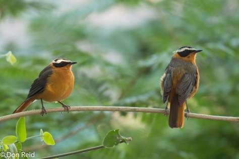 White-browed Robin-Chat, Thebe Safari Lodge