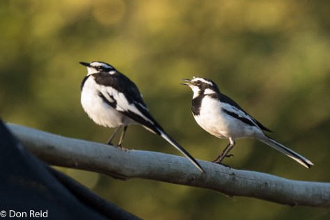 African Pied Wagtail, Thebe Safari Lodge