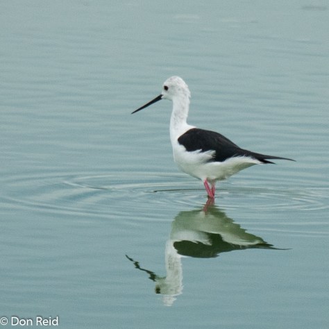 Black-winged Stilt, Kasane Water Treatment