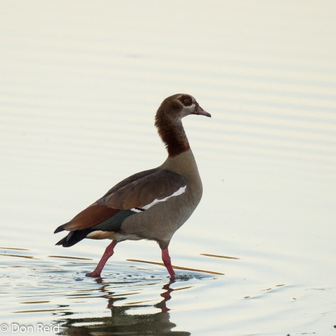 Egyptian Goose, Kasane Water Treatment