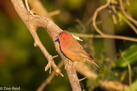 Red-billed Firefinch, Kasane Water Treatment