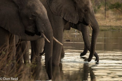 Elephants drinking, Kasane Water Treatment