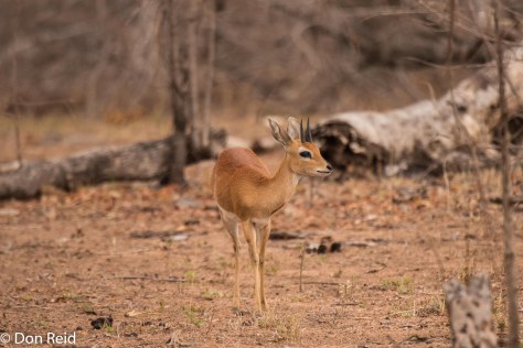 Steenbok, KNP