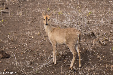 Common Duiker