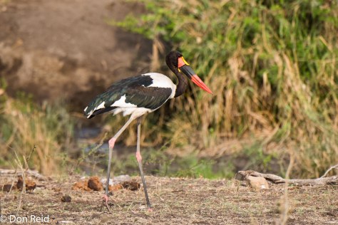 Saddle-billed Stork, Ngotso (Olifants - Satara road), KNP