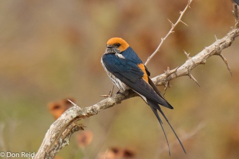 Lesser Striped Swallow, Berg en Dal KNP