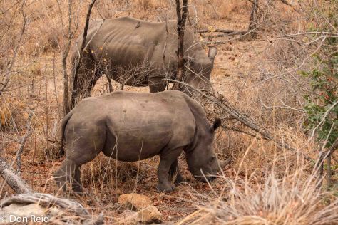 White Rhino, Berg en Dal KNP