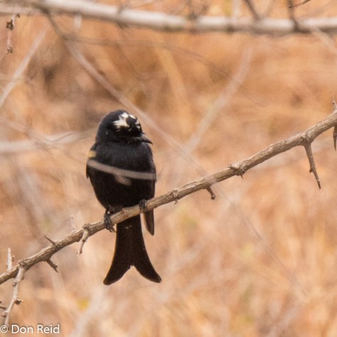 Fork-tailed Drongo (the white blotch on its head is a slight aberration)