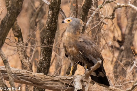 African Harrier-Hawk, Afsaal area KNP