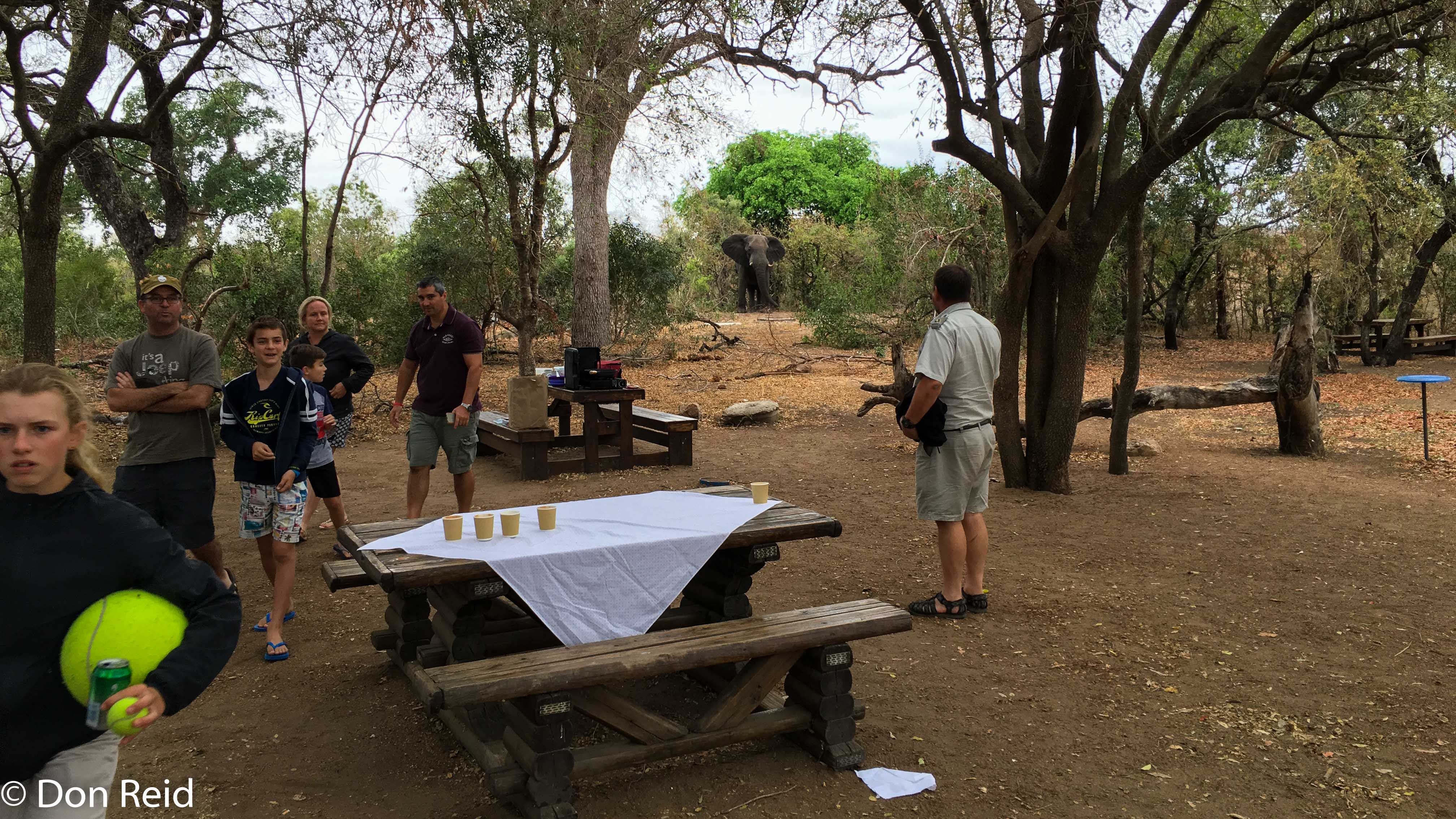 Afsaal picnic spot - Elephant nearby, KNP