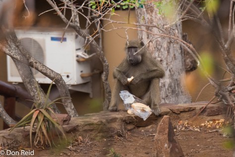 Baboon nuisance, Olifants camp KNP