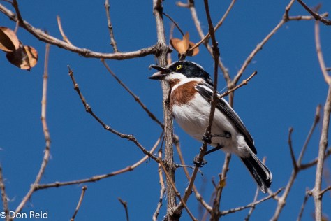 Chinspot Batis, Olifants KNP