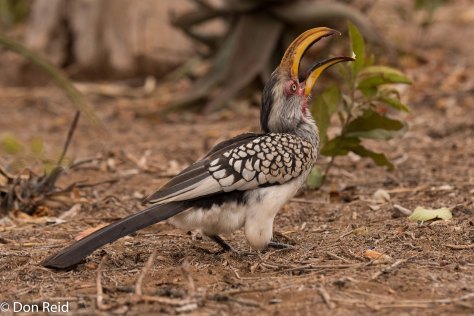 Southern Yellow-billed Hornbill, Olifants KNP