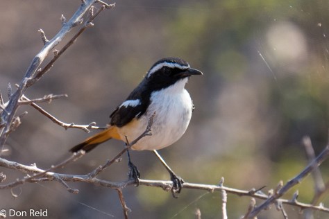 White-throated Robin-Chat, Olifants river KNP