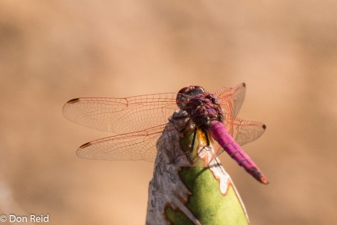 Dragonfly ?, Olifants river KNP