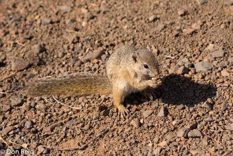 Tree Squirrel (from hell!), Olifants river KNP