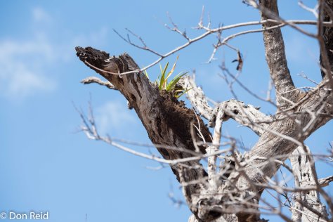 Plant (Wild Iris?) growing in dead tree, Olifants river KNP