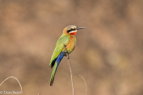 White-fronted Bee-eater, Balule KNP