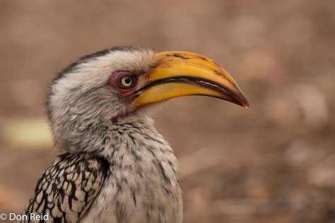 Southern Yellow-billed Hornbill, Olifants KNP