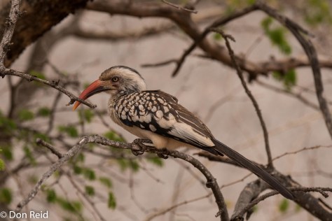 Southern Red-billed Hornbill, Olifants KNP