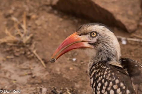 Southern Red-billed Hornbill, Olifants KNP