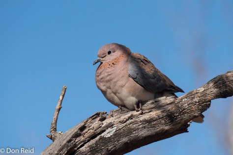 Laughing Dove, Olifants KNP