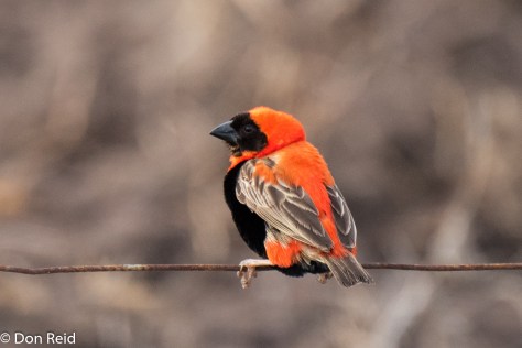 Southern Red Bishop