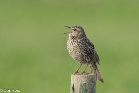 Agulhas Long-billed Lark giving it all with his distinctive call