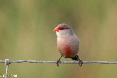 Common Waxbill