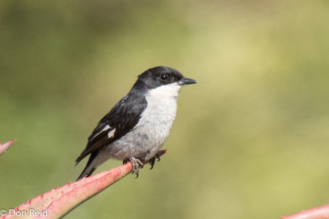 Fiscal Flycatcher